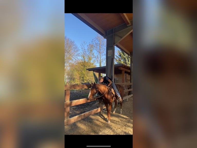 American Quarter Horse Mare 2 years 14,1 hh Chestnut-Red in Rossana