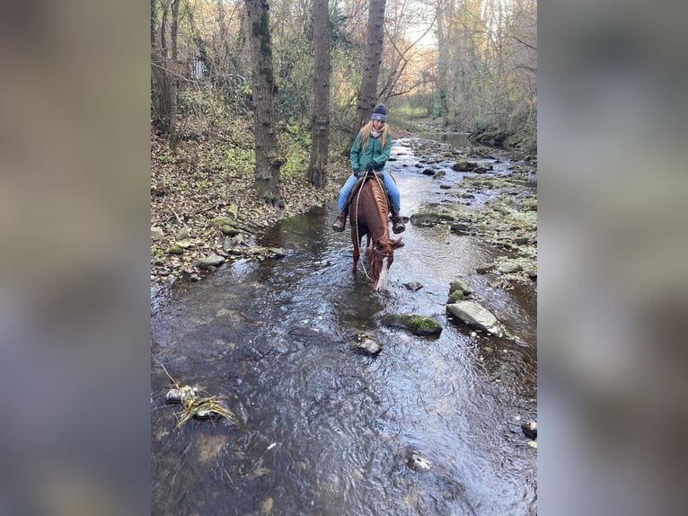 American Quarter Horse Mare 2 years 14,1 hh Chestnut-Red in Rossana