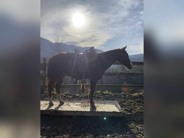 American Quarter Horse Mare 2 years 14,1 hh Chestnut-Red in Rossana