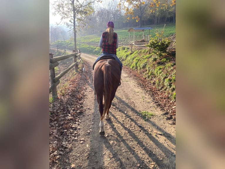 American Quarter Horse Mare 2 years 14,1 hh Chestnut-Red in Rossana