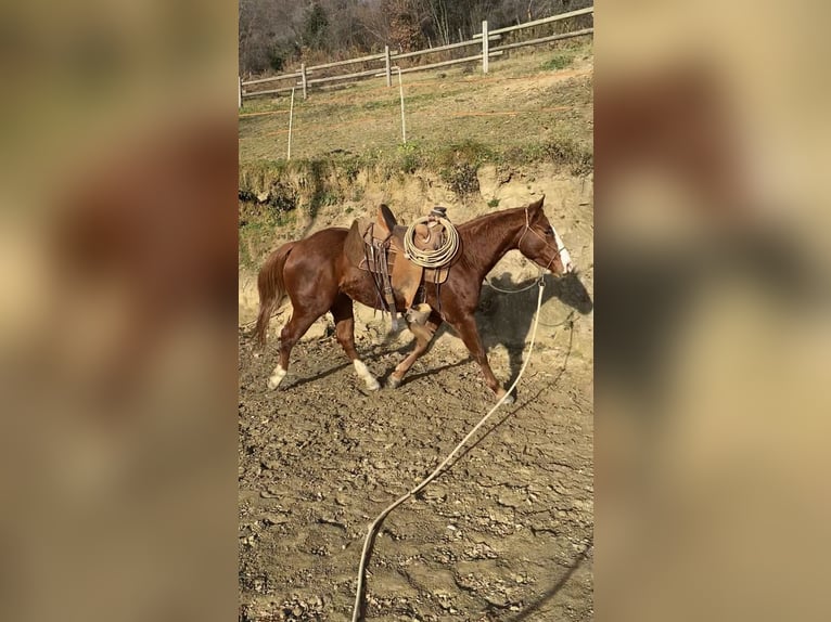 American Quarter Horse Mare 2 years 14,1 hh Chestnut-Red in Rossana