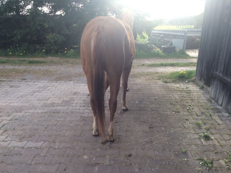 American Quarter Horse Mare 2 years 14,1 hh Chestnut in Apfeldorf