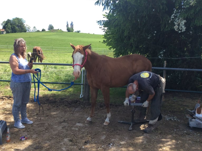 American Quarter Horse Mare 2 years 14,1 hh Chestnut in Apfeldorf