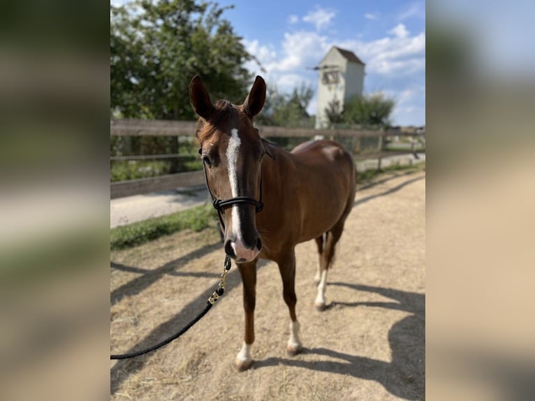 American Quarter Horse Mare 2 years 14,1 hh Chestnut in Rottweil