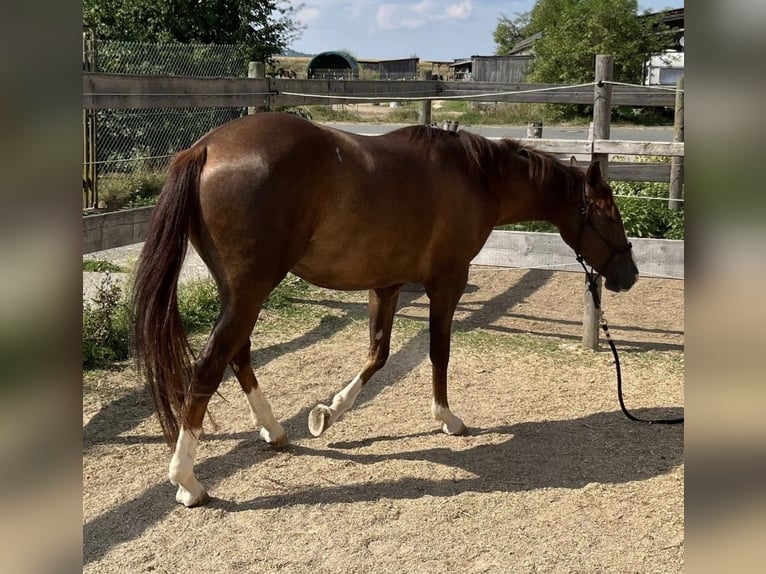 American Quarter Horse Mare 2 years 14,1 hh Chestnut in Rottweil