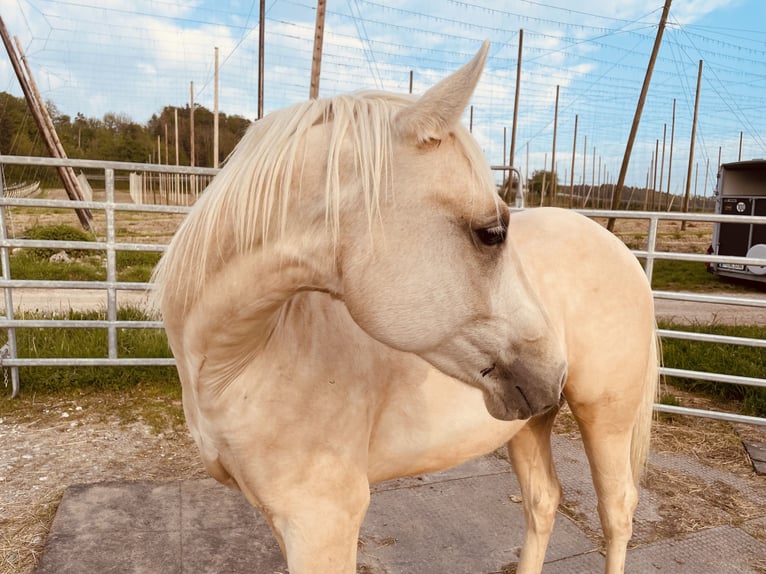 American Quarter Horse Mare 2 years 14,1 hh Dun in Meckenbeuren