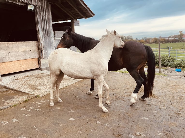 American Quarter Horse Mare 2 years 14,1 hh Dun in Meckenbeuren