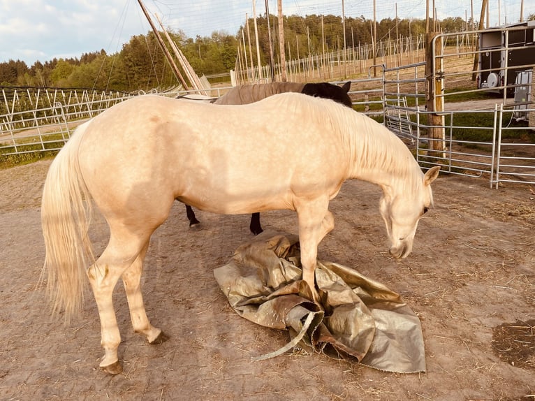 American Quarter Horse Mare 2 years 14,1 hh Dun in Meckenbeuren