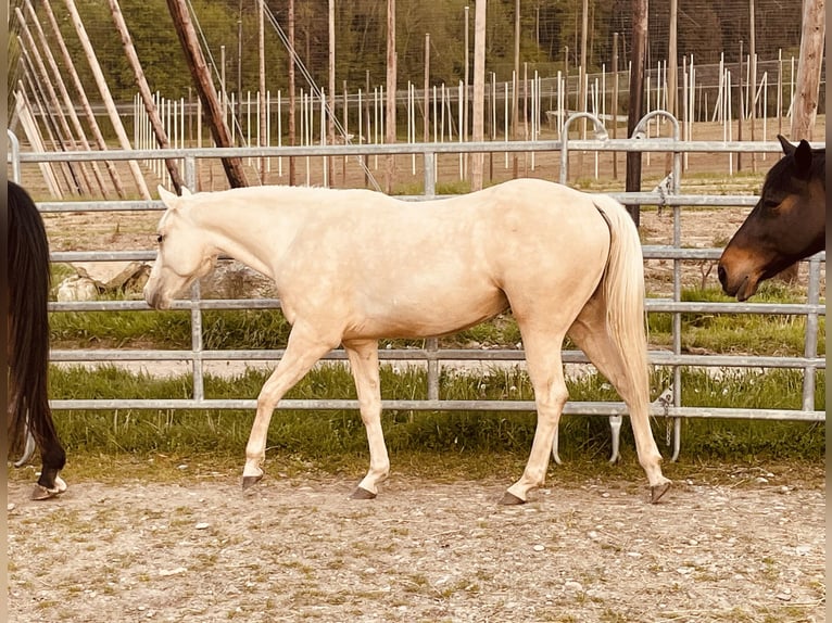 American Quarter Horse Mare 2 years 14,1 hh Dun in Meckenbeuren