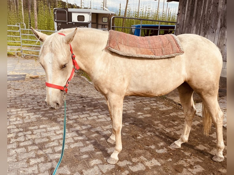 American Quarter Horse Mare 2 years 14,1 hh Dun in Meckenbeuren