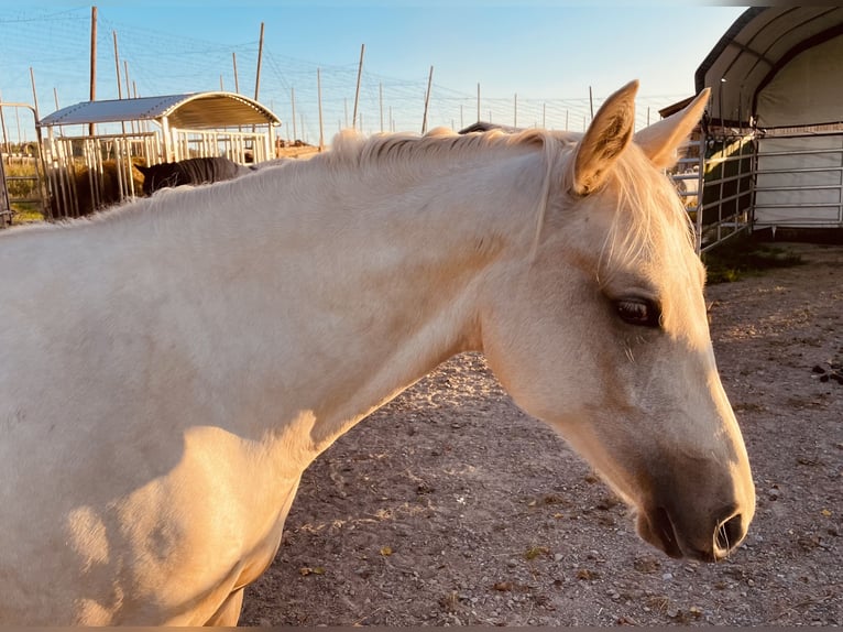 American Quarter Horse Mare 2 years 14,1 hh Dun in Meckenbeuren