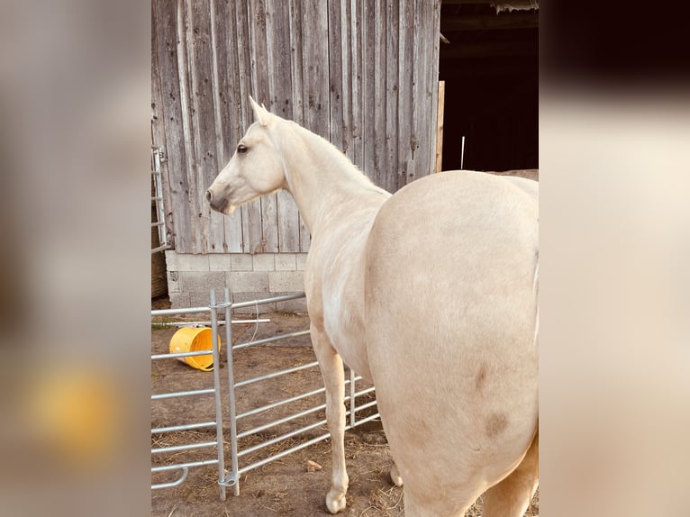 American Quarter Horse Mare 2 years 14,1 hh Dun in Meckenbeuren