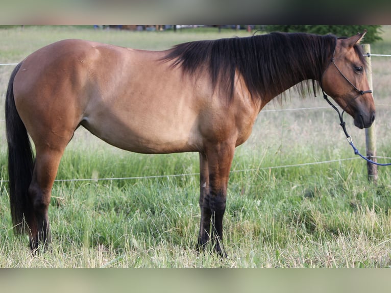 American Quarter Horse Mare 2 years 14.1 hh Dun in Beltheim