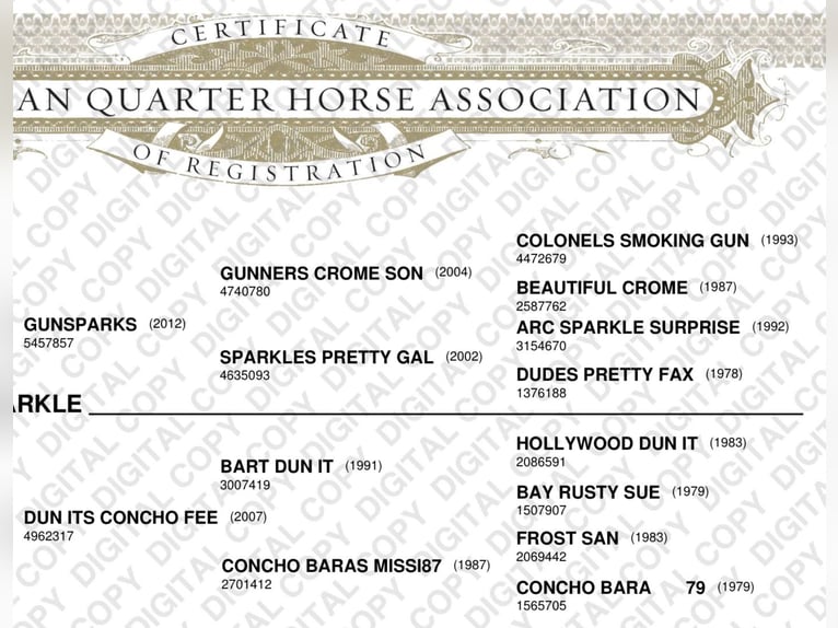 American Quarter Horse Mare 2 years 14.1 hh Dun in Beltheim