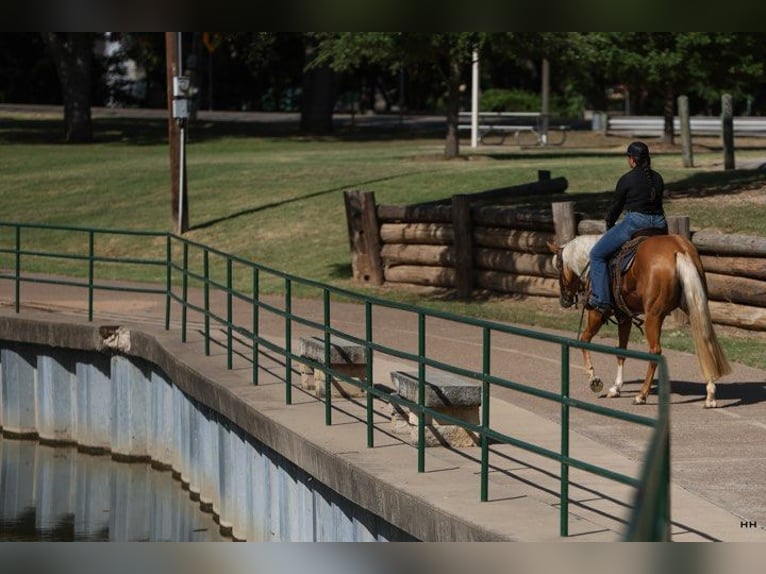 American Quarter Horse Mare 2 years 14,1 hh Palomino in Granbury TX