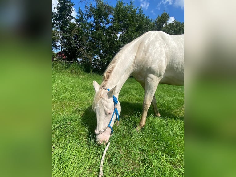 American Quarter Horse Mare 2 years 14,1 hh Perlino in Kortenhoef