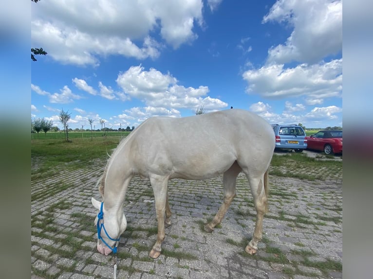 American Quarter Horse Mare 2 years 14,1 hh Perlino in Kortenhoef