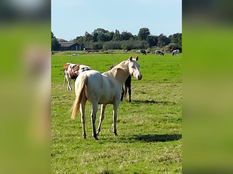 American Quarter Horse Mare 2 years 14,1 hh Perlino in Kortenhoef