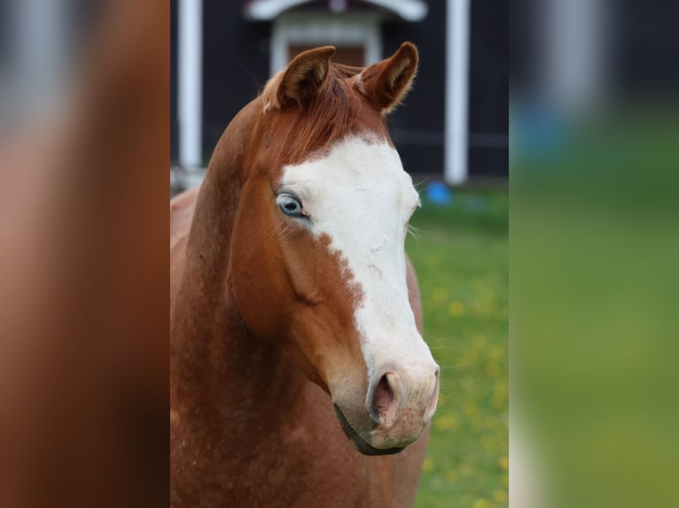American Quarter Horse Mare 2 years 14.1 hh Roan-Red in Travelsjö