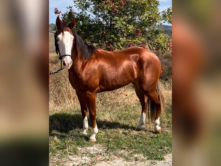 American Quarter Horse Mare 2 years 14.1 hh Sorrel in Fontanelle