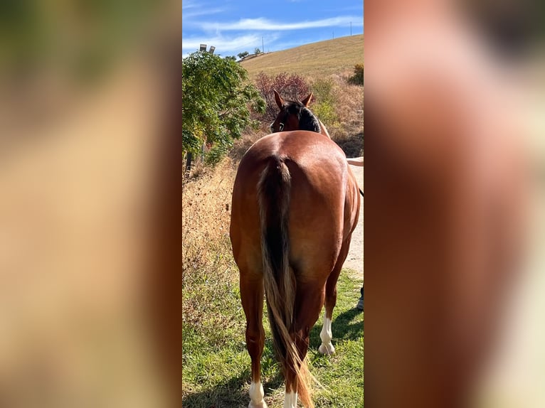 American Quarter Horse Mare 2 years 14.1 hh Sorrel in Fontanelle