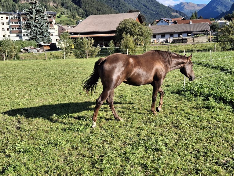 American Quarter Horse Mare 2 years 14.2 hh Bay-Dark in Steinach am Brenner