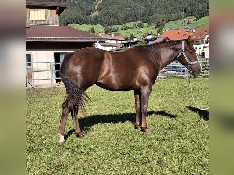 American Quarter Horse Mare 2 years 14.2 hh Bay-Dark in Steinach am Brenner