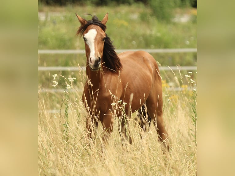 American Quarter Horse Mare 2 years 14.2 hh Brown in Waldshut-Tiengen