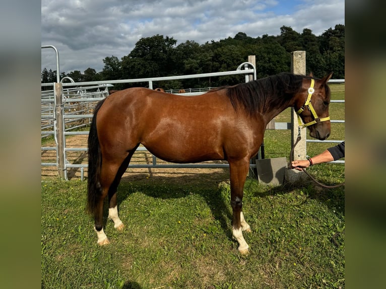 American Quarter Horse Mare 2 years 14,2 hh Brown in Reichweiler