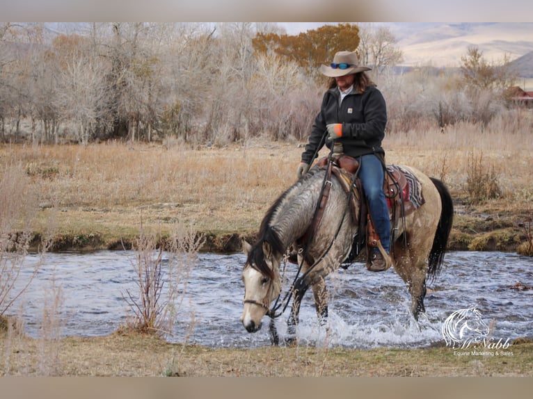 American Quarter Horse Mare 2 years 14,2 hh Buckskin in Cody