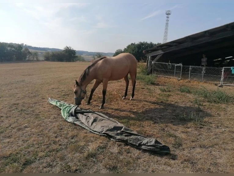 American Quarter Horse Mare 2 years 14,2 hh Buckskin in Dietenheim