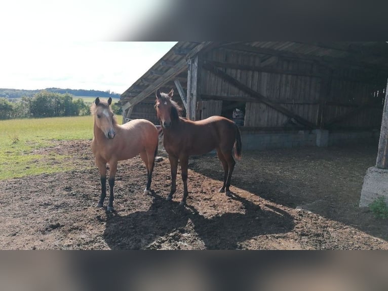 American Quarter Horse Mare 2 years 14,2 hh Buckskin in Dietenheim