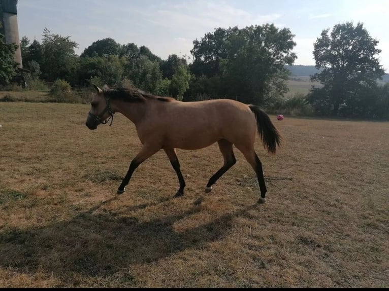 American Quarter Horse Mare 2 years 14,2 hh Buckskin in Dietenheim