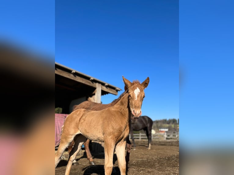 American Quarter Horse Mare 2 years 14,2 hh Champagne in Zell