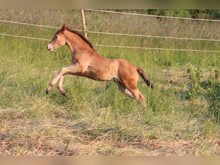 American Quarter Horse Mix Mare 2 years 14,2 hh Champagne in Waldshut-Tiengen