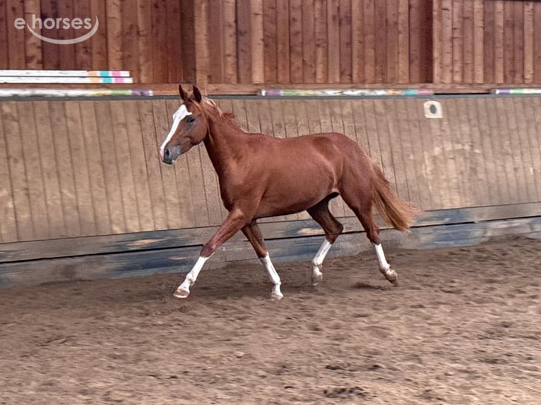 American Quarter Horse Mare 2 years 14.2 hh Chestnut-Red in Liebenau