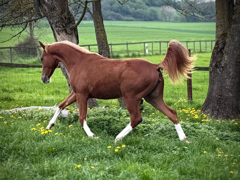 American Quarter Horse Mare 2 years 14.2 hh Chestnut-Red in Liebenau