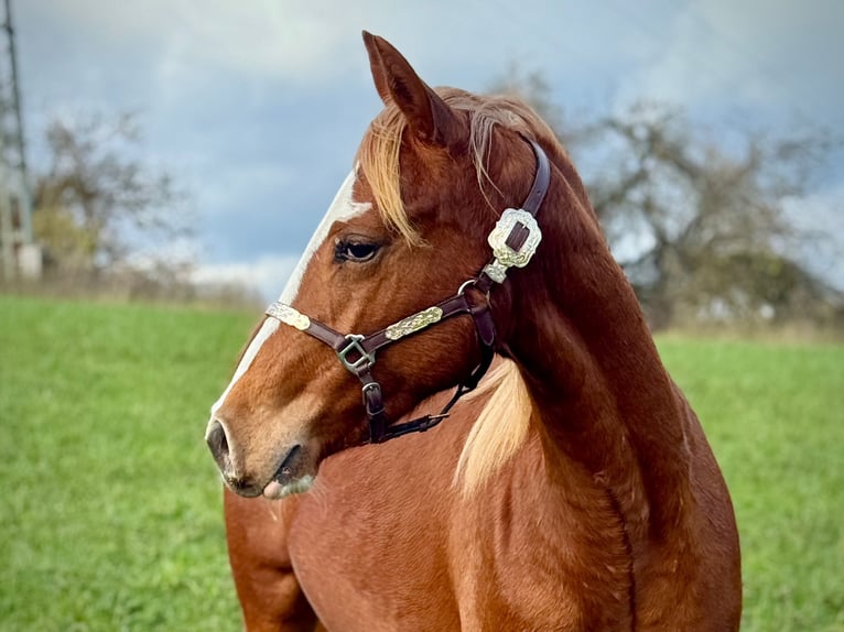 American Quarter Horse Mare 2 years 14.2 hh Chestnut-Red in Liebenau