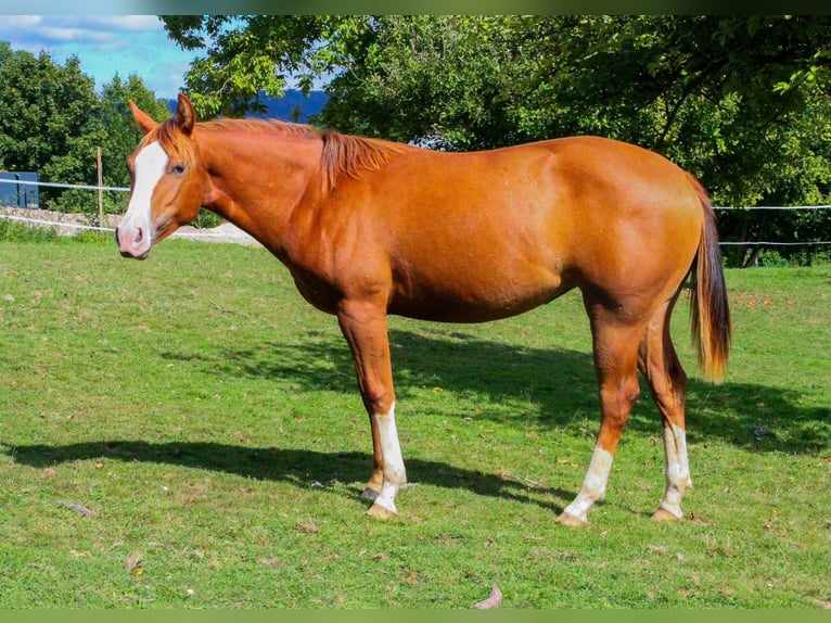 American Quarter Horse Mare 2 years 14,2 hh Chestnut-Red in Alfeld (Leine)