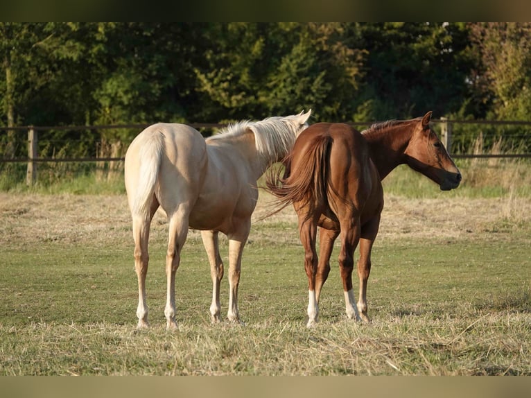 American Quarter Horse Mare 2 years 14.2 hh Chestnut-Red in Erkelenz