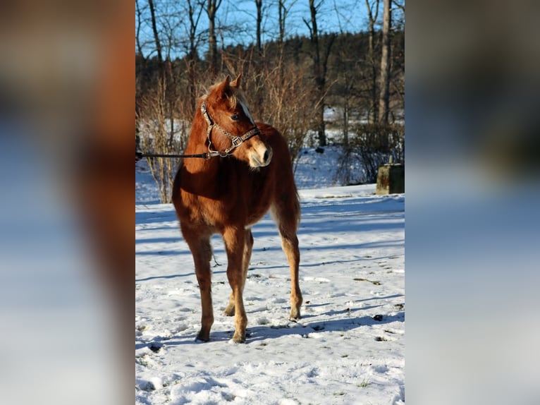 American Quarter Horse Mare 2 years 14.2 hh Chestnut-Red in Hellenthal