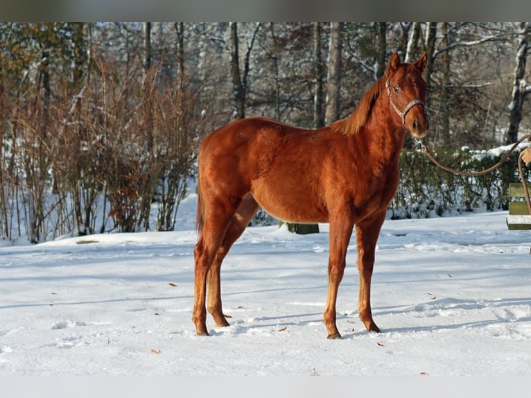 American Quarter Horse Mare 2 years 14,2 hh Chestnut-Red in Hellenthal