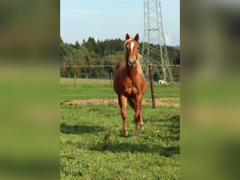 American Quarter Horse Mare 2 years 14.2 hh Chestnut-Red in Hellenthal