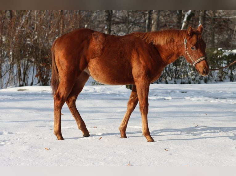 American Quarter Horse Mare 2 years 14,2 hh Chestnut-Red in Hellenthal