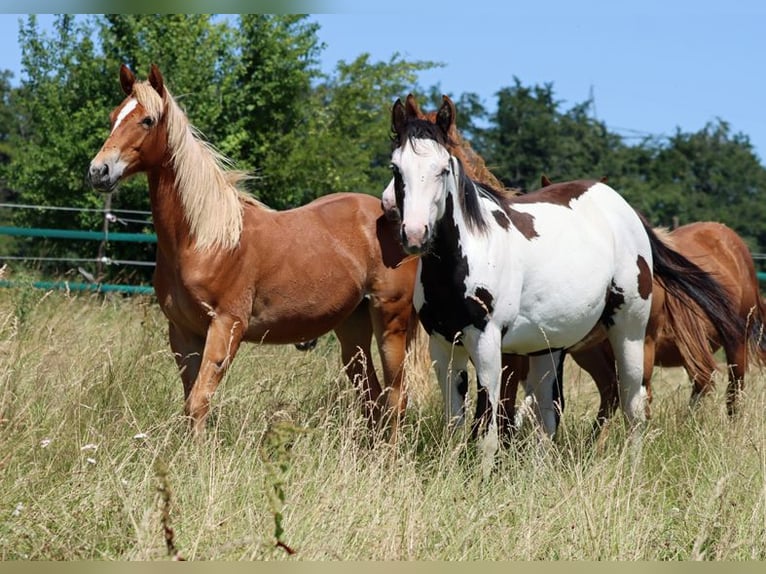 American Quarter Horse Mare 2 years 14.2 hh Chestnut-Red in Hellenthal