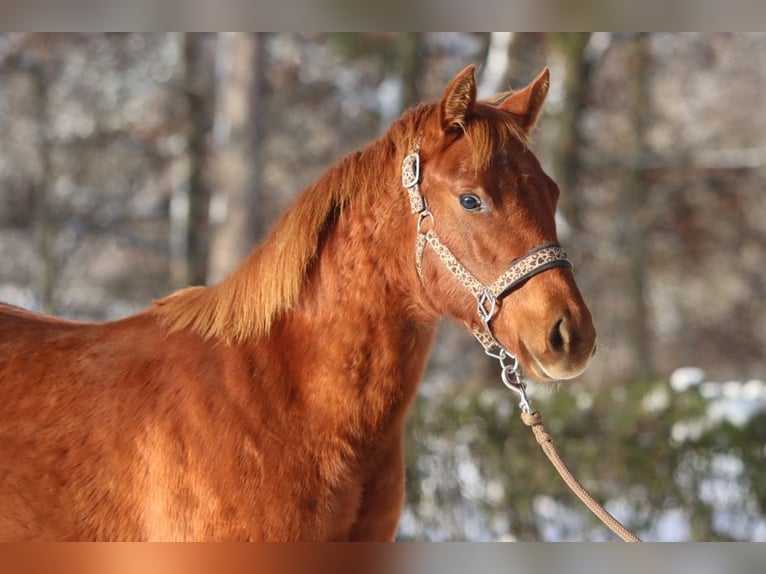 American Quarter Horse Mare 2 years 14,2 hh Chestnut-Red in Hellenthal