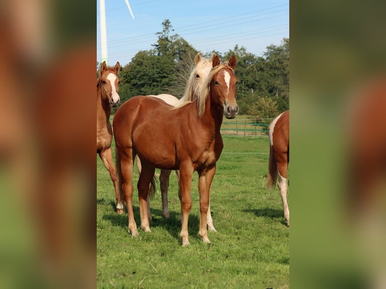 American Quarter Horse Mare 2 years 14.2 hh Chestnut-Red in Hellenthal