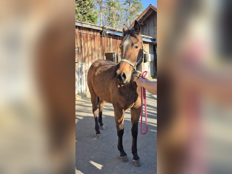American Quarter Horse Mare 2 years 14.2 hh Chestnut-Red in Hitzendorf