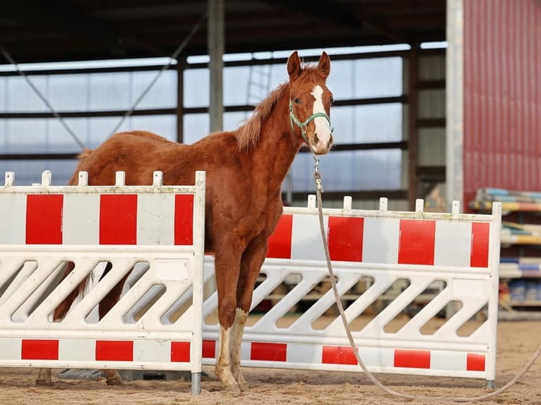 American Quarter Horse Mare 2 years 14,2 hh Chestnut-Red in Celle