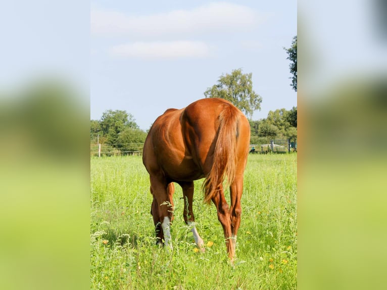 American Quarter Horse Mare 2 years 14,2 hh Chestnut-Red in Celle